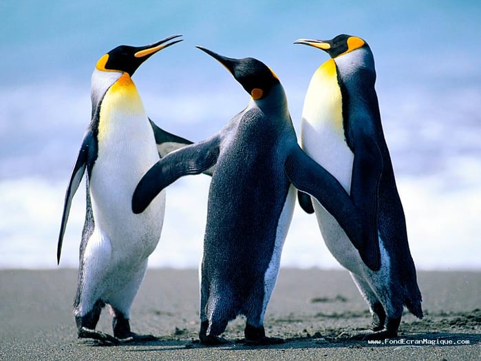 Pingouins