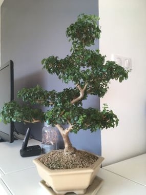 bonsai perso